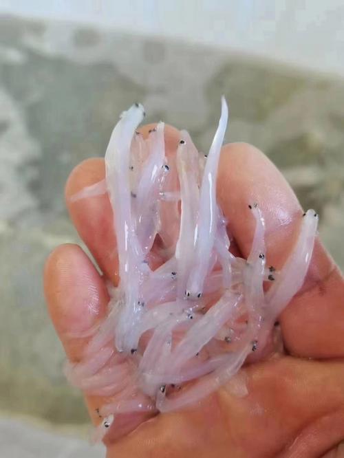 网购银鱼：鲜味送到家
