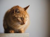 如何使用命令启动tomcat-路由网
