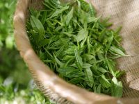 单丛茶是什么茶类-路由网