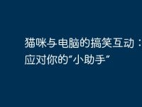 猫咪与电脑的搞笑互动：如何应对你的“小助手”-路由网