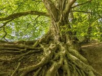 如何使用adb命令root权限-路由网
