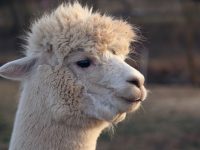llama模型本地化部署-路由网