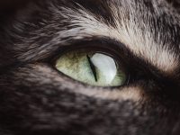 大华猫眼摄像头安装教程-路由网