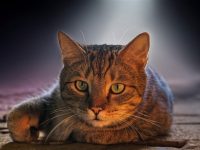 路由器和光猫的正确连接方法-路由网