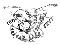 β-淀粉酶的酶活力与作用-路由网