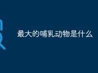 最大的哺乳动物是什么-路由网