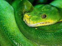 python和typescript学哪个-路由网