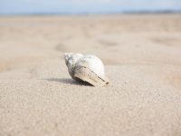 shell 中如何执行命令-路由网